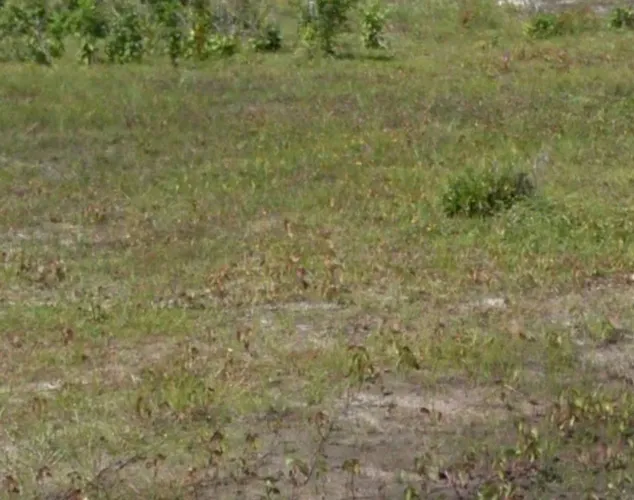 Dois Terrenos de 30x12 Lucena