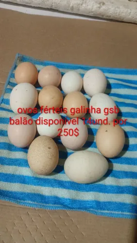 Ovos férteis galinha gsb balão disponível 