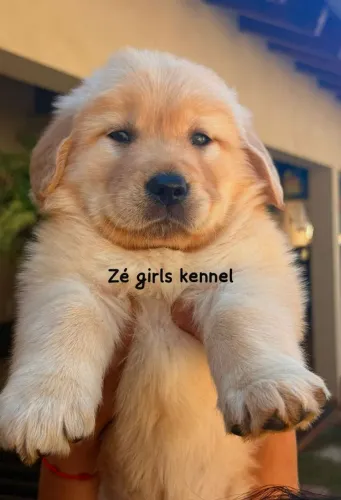 Golden retriever americano
