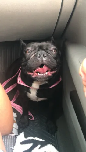 Doação buldogue francês fêmea