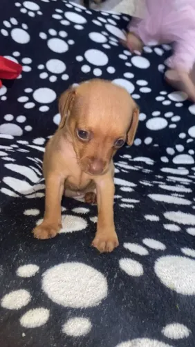 Vende-se cachorro pinscher número 1