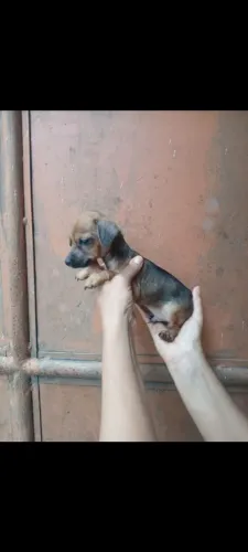 Teckel salsicha com pinscher filhote macho 430 reais.