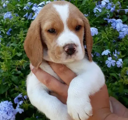 Filhotes de Beagle - Inteligentes e Cheios de Amor!