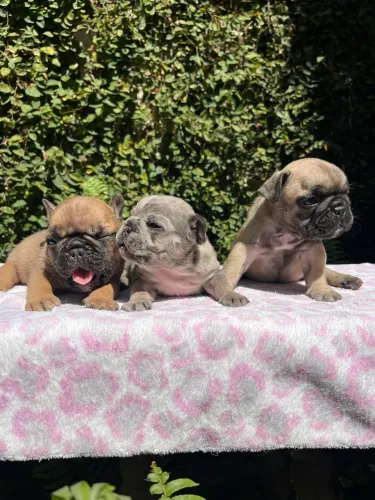 Filhotes Bulldog Francês Fêmea Reserva 