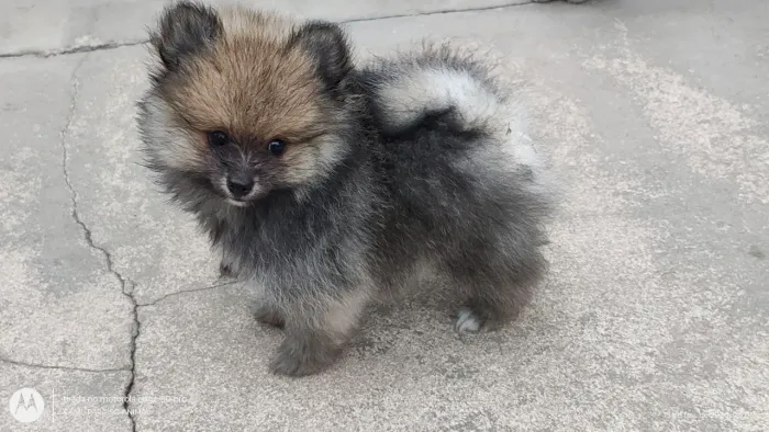 Lindosavhos Lulu da pomerania anão