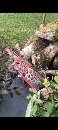 Gato de bengala, mistura com leopardo asiático