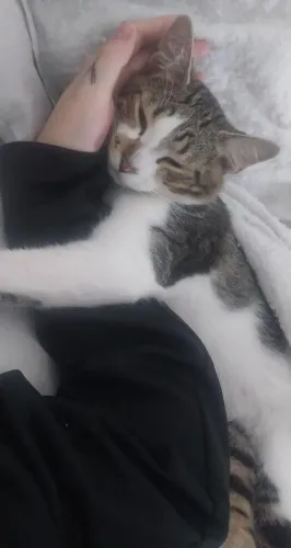 DOAÇAO DE GATO MACHO 10 MESES
