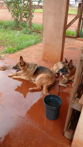 Doa se um casal de pastor alemão