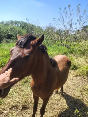 CAVALO