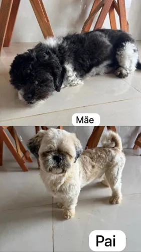 Filhotes de shitzu
