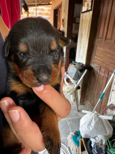 Filhotes Rottweiler 