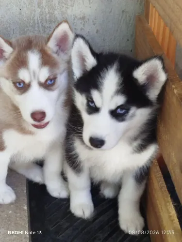 Husky Siberiano
