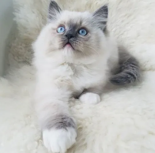 Ragdoll Blue mitted fêmea
