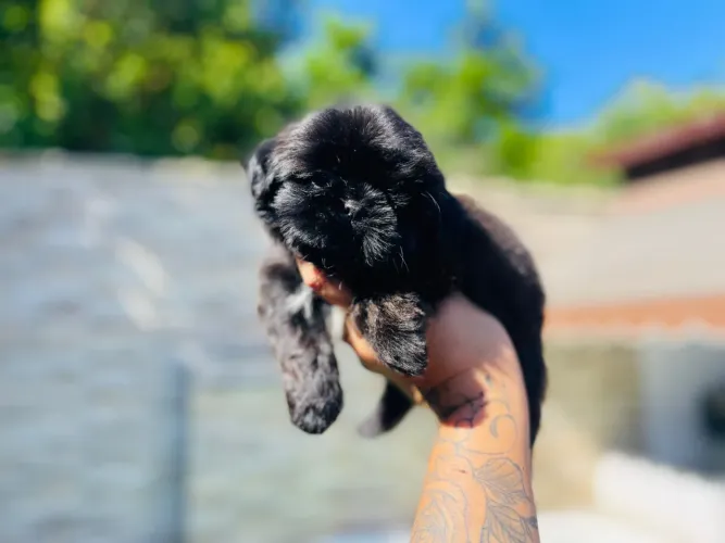 Garanta seu shih tzu com pedigree