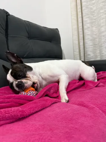 Buldogue francês 2.000