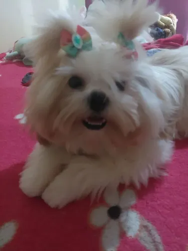 Filhotes de shih tzu