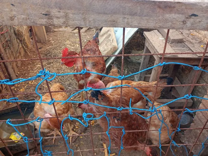 Vendo 6 frangos gogó de sola