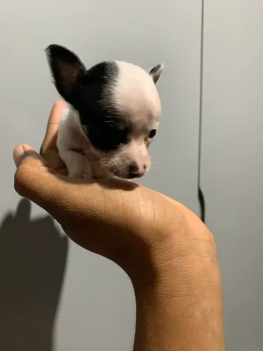 Pinscher zero macho