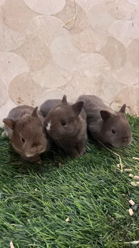 Coelho Netherland Dwarf