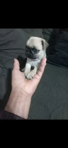 Vendo filhote de pug fêmea abricó