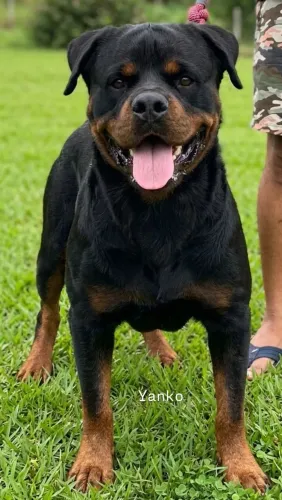 Rottweiler com Pedigree CBKC