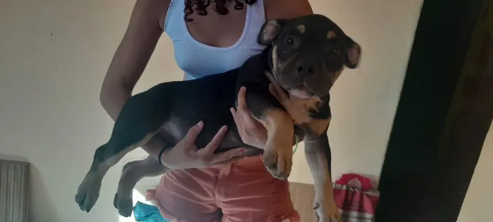 American bully