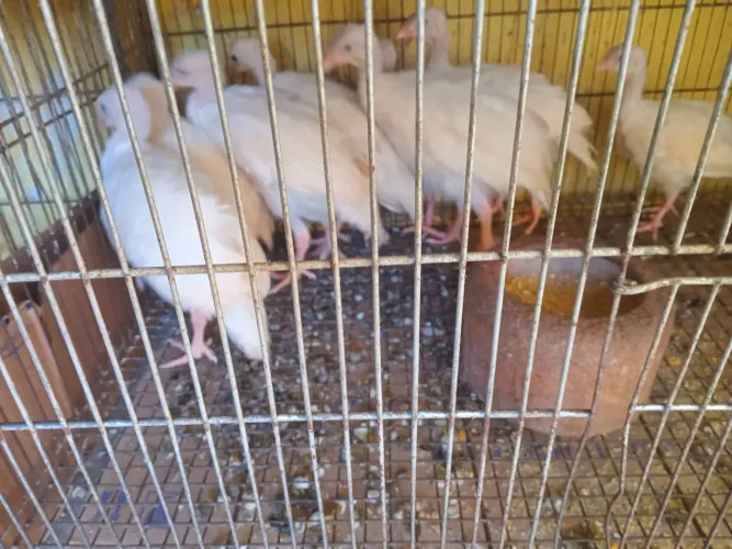 Guiné chinês com 40 dias apenas 50 reais aves