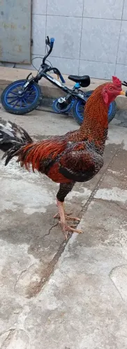 Vende-se animais