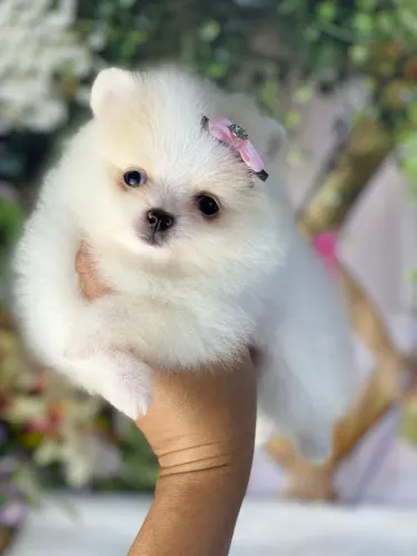 Lindíssimo Spitz alemão