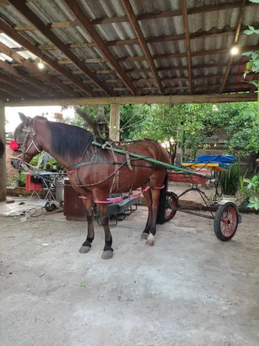 Venda de cavalo montaria e charrete 