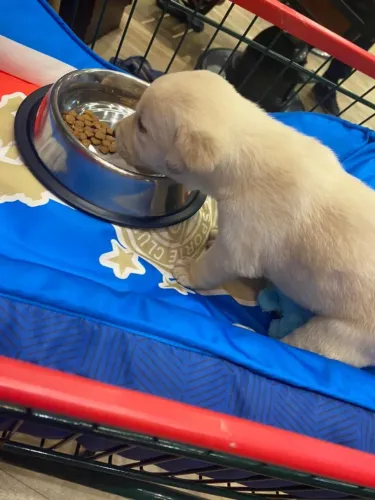 Filhotes de Labrador Puro