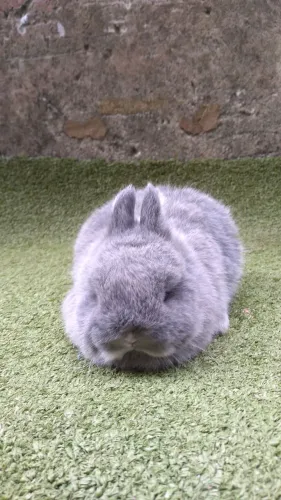 Coelhinha netherland dwarf top filhote