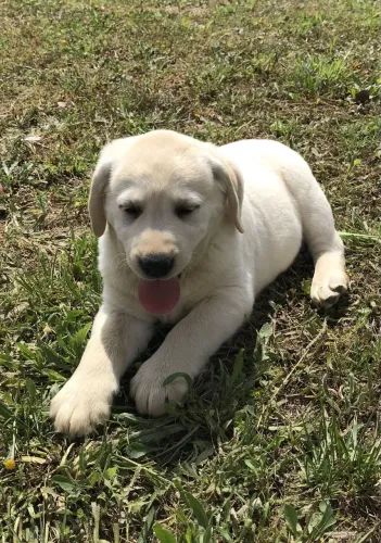 Labrador Retriever - O Companheiro Que Faltava No Seu Lar