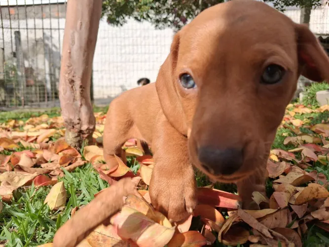 Daschund (MINI) machinho