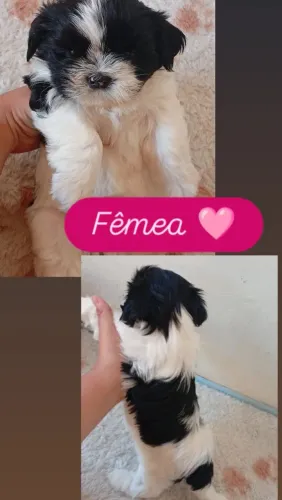 Filhote de shi-tzu 