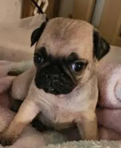 Pug Filhotes Muito Sapecas.