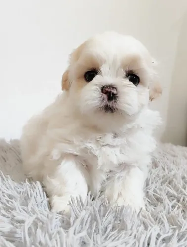 Shih tzu Mini macho ou fêmea