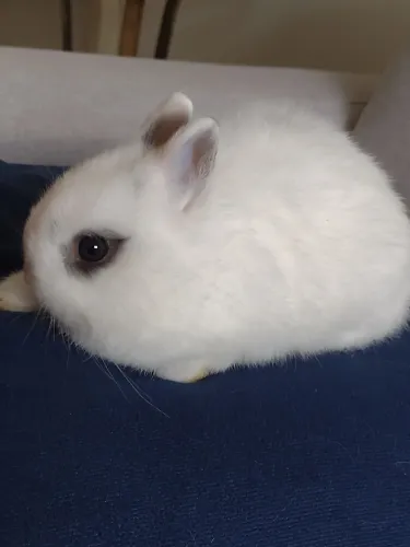 Linda Netherlands Dwarf