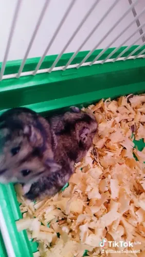 Hamster anão russo 