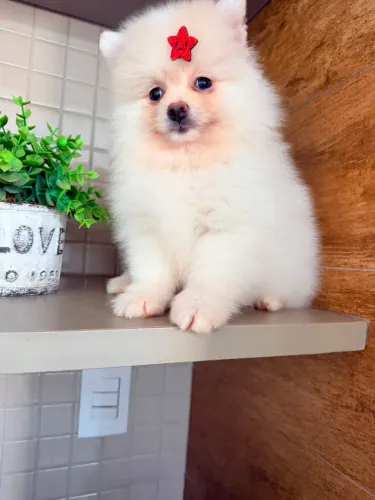 Lindos machinhos de Spitz alemão 