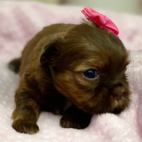 Shih tzu:Filhotes com excelente linhagem e muito bem cuidados