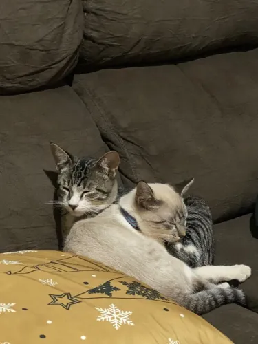 Doa-se gatinhos