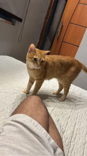 Doação Gatinha Castrada