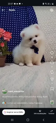 Vamos de Spitz Alemão Macho?