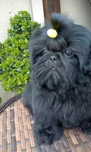? SHIH TZU MACHO - 6 MESES