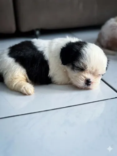 Cachorro LHASA APSO