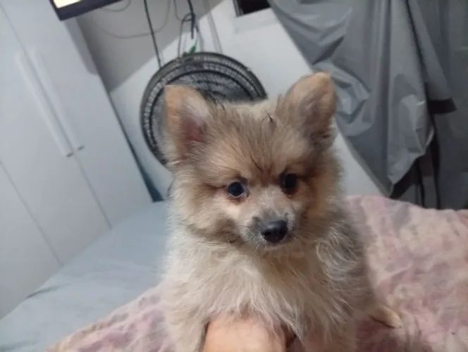 Spitz alemão macho