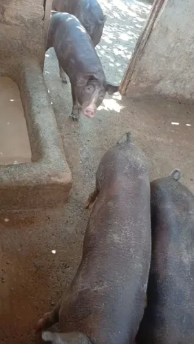  porco(a) adultos