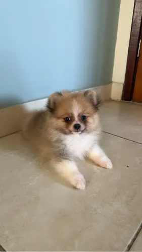 Spitz alemão / Lulu Pomerânia