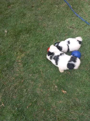 2 últimos machinho de shitzu